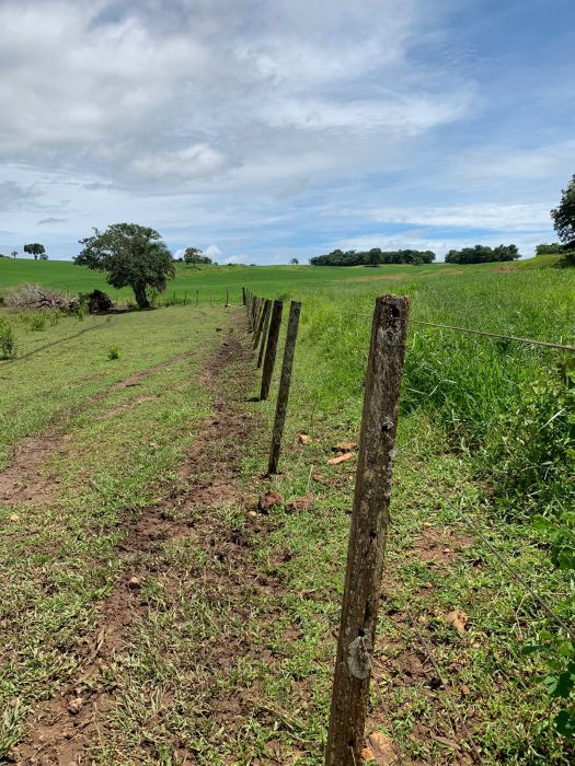 Fazenda, 133 hectares - Foto 6