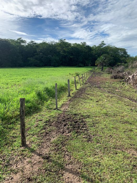 Fazenda, 133 hectares - Foto 9