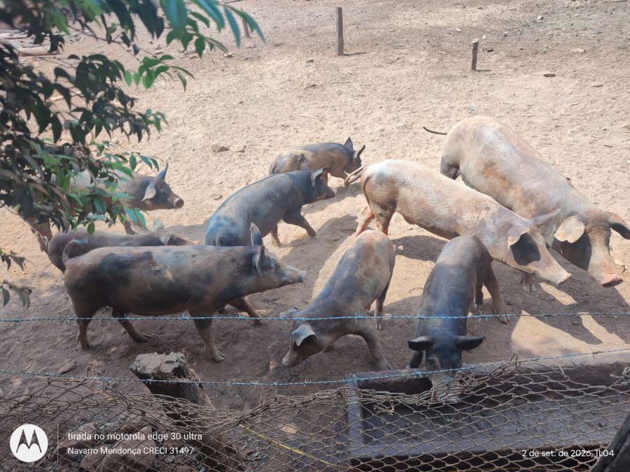 Fazenda, 41 hectares - Foto 18