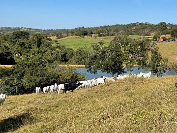 Fazenda - Venda - Zona Rural - S�o Miguel do Passa Quatro - GO