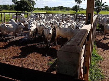 Fazenda - Venda - �rea Rural de Brit�nia - Brit�nia - GO