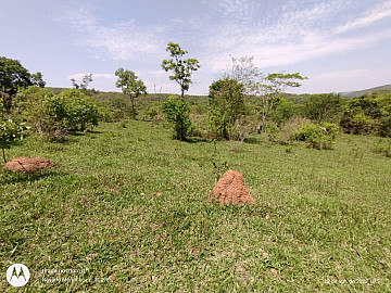 Fazenda - Venda - Zona Rural - Pontalina - GO