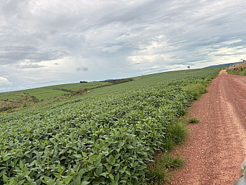 Fazenda plantando soja
